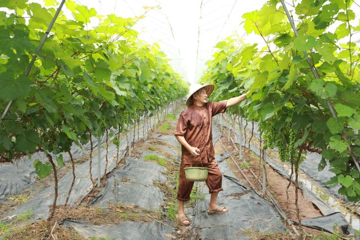 Hà Nội xác định phát triển nông nghiệp sinh thái là định hướng chiến lược trong giai đoạn tới. Ảnh: PV