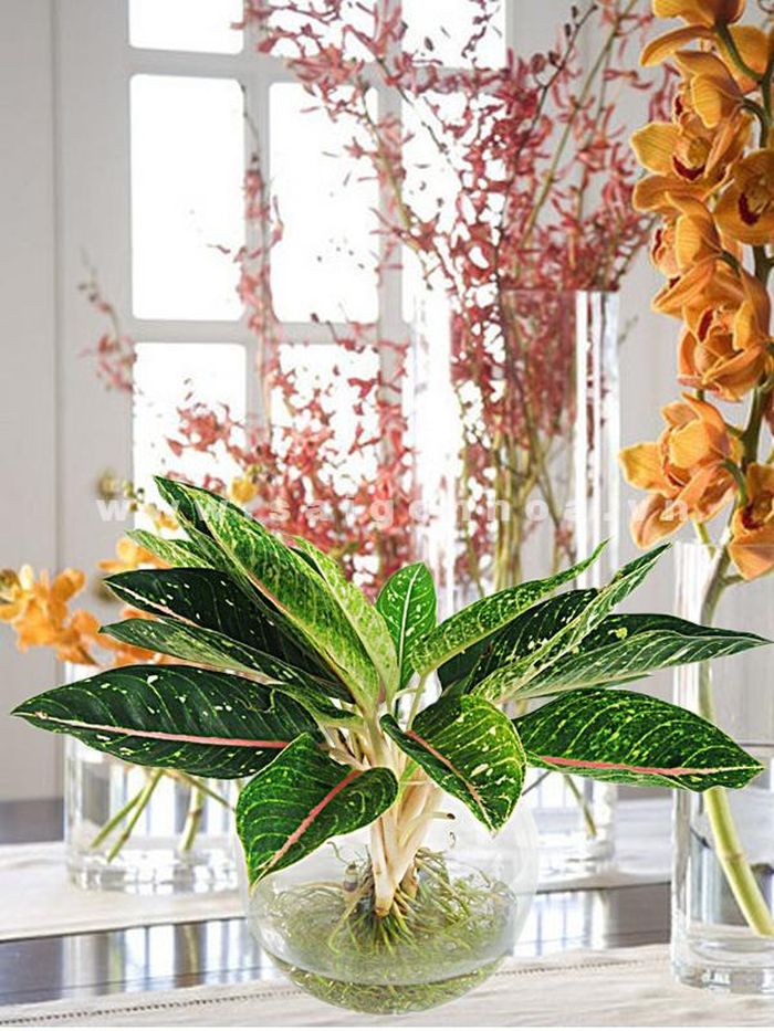 Chọn cây cảnh hợp bản mệnh sẽ giúp người tuổi Mão át chế được nhược điểm trong tính cách của mình, gia tăng vận khí tốt, thu hút may mắn và tài lộc.