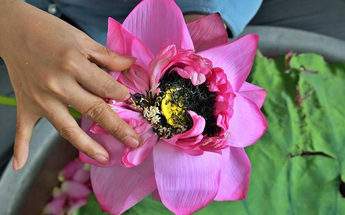 Việc được ghi danh không chỉ khẳng định giá trị văn hóa, lịch sử của nghề ướp trà sen mà còn góp phần nâng cao ý thức bảo tồn và phát huy di sản trong đời sống đương đại.