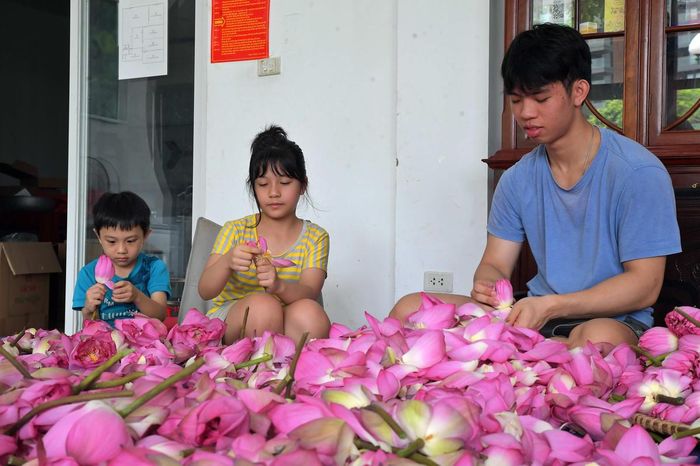 Những đứa trẻ trong một gia đình làm nghề ướp trà sen truyền thống ở Tây Hồ giúp gia đình những công đoạn cơ bản trong quá trình làm trà sen.
