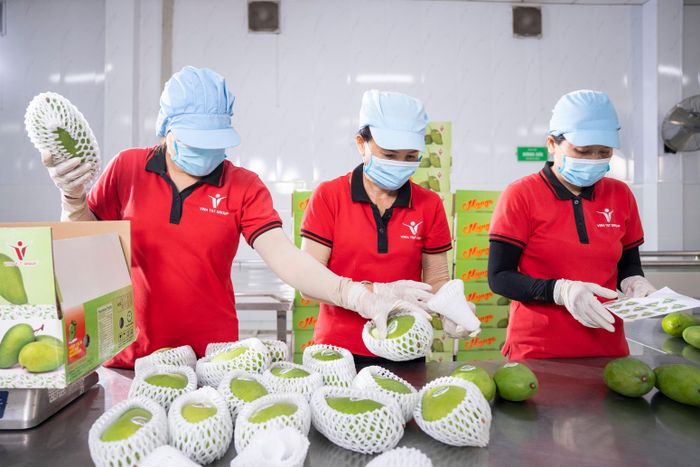  Đóng gói xoài xuất khẩu. Ảnh: QH 