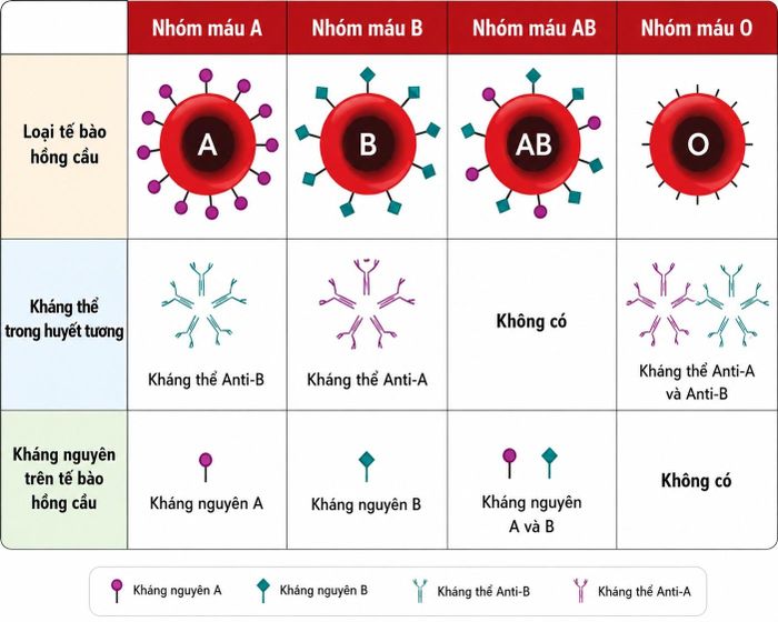  Cách xác định các nhóm máu. Đồ họa: P.Mai. 