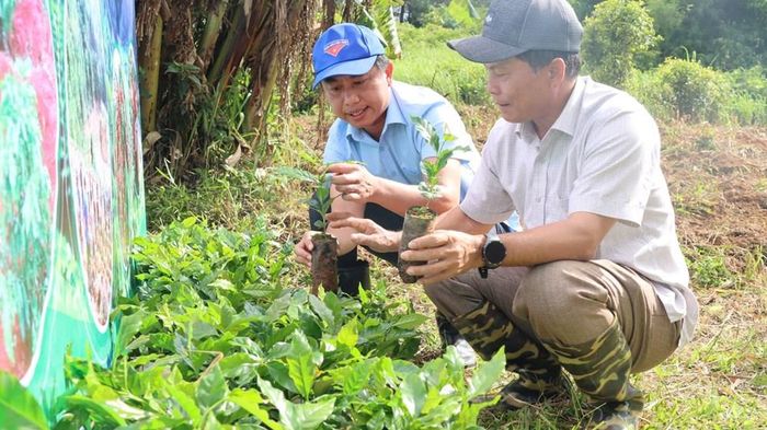 Những cây cà phê giống khỏe mạnh được lãnh đạo xã Tu Mơ Rông kiểm tra kỹ trước khi trao đến người dân, khởi đầu hành trình phủ xanh những vùng đất sản xuất và vun đắp khát vọng xây dựng thương hiệu cà phê đặc sản của địa phương