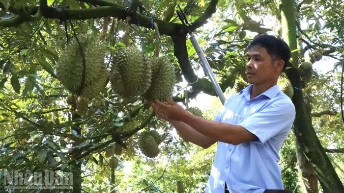 Theo điều chỉnh quy hoạch thời kỳ 2021-2030, tầm nhìn đến năm 2050, tỉnh phân thành 3 vùng kinh tế, trong đó vùng 1 ở cao nguyên phía tây sẽ phát triển mạnh nông nghiệp.