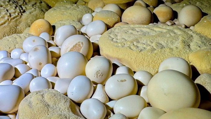 Ngọc động bên trong một hang rất đẹp vừa phát hiện được ở vùng lõi Vườn quốc gia Phong Nha-Kẻ Bàng.