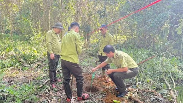 Đào hố để quây lưới thả hươu, theo dõi 30-40 ngày rồi mở và thả về tự nhiên.