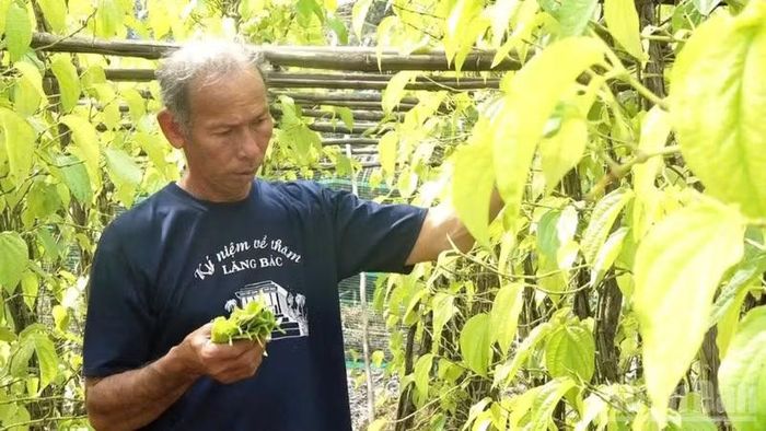 Người dân thu hoạch lá trầu tại Hợp tác xã Trầu Vàng, xã Vĩnh Thuận Đông, thành phố Cần Thơ.