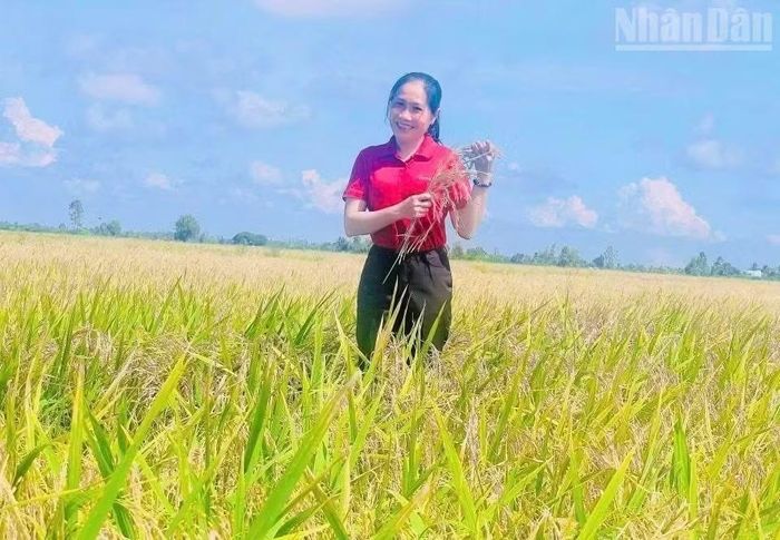 Xã Hòa Bình được đánh giá là vùng trọng điểm sản xuất lúa chất lượng cao của tỉnh Cà Mau.
