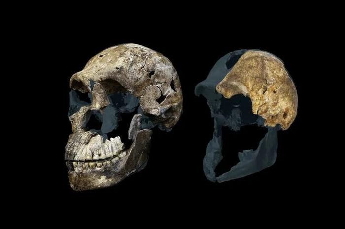Hộp sọ loài người cổ Homo naledi - Ảnh: NATIONAL GEOGRAPHIC