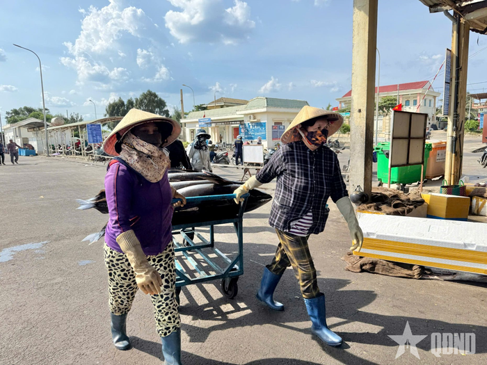  Công việc vận chuyển, bốc vác cá ngừ đại dương mang lại thu nhập ổn định cho hàng trăm phụ nữ trung niên ở Phú Yên.