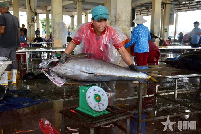  Trọng lượng trung bình của cá ngừ đại dương đợt này đạt khoảng 50-100kg/con.