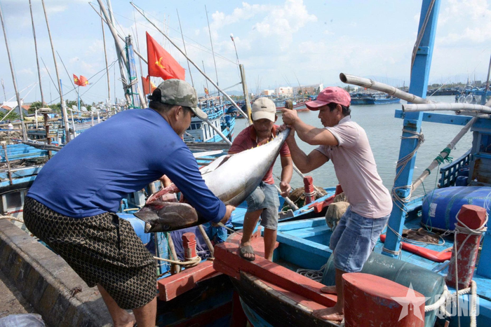 Không khí tấp nập, khẩn trương trên cảng cá.