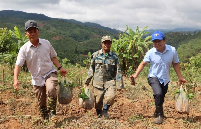  Ông Võ Trung Mạnh, Bí thư Đảng ủy xã Tu Mơ Rông (bên trái) đưa cây giống lên đồi để giúp dân trồng cà phê. Ảnh: HỮU PHÚC 
