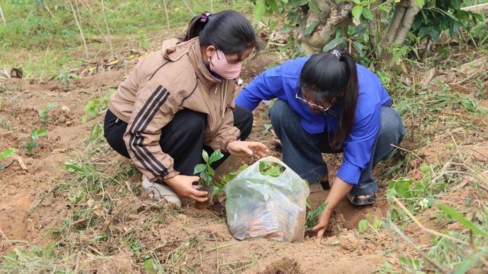  Đoàn viên xuống giống cho người dân. Ảnh: HỮU PHÚC 