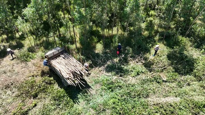 Việc khai thác diễn ra liên tục nhưng Ban Quản lý rừng phòng hộ Nam Hà Tĩnh cho rằng chưa nắm được thông tin.