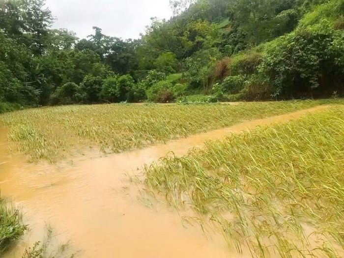 Nhiều diện tích lúa của người dân bị ngập