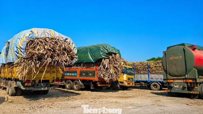 Ngành mía đường chịu tác động mạnh mẽ từ đường nhập lậu.