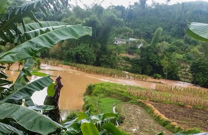 Nước dâng cao khiến hoa màu của người dân bị hư hỏng hoàn toàn.