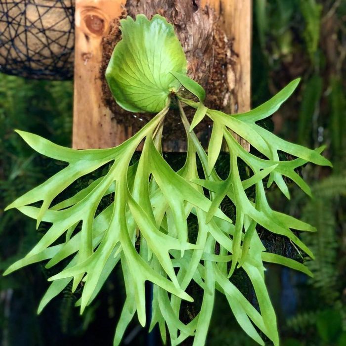 Cây dương xỉ ổ rồng.