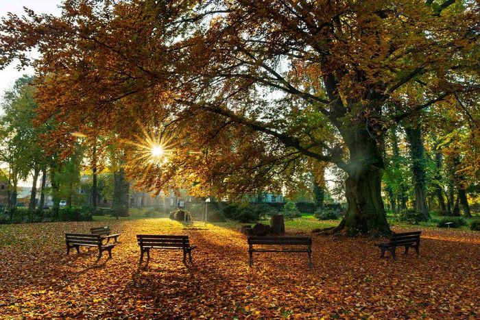 Dưới tán cây rộng lớn, nhiều sự kiện được tổ chức. Ảnh: Marcin Kopji/Treeoftheyear