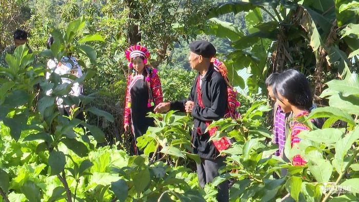 Ông Ly Xạ Phu cùng người dân trong bản đi chọn vùng đất tốt để trồng cây sa nhân tím