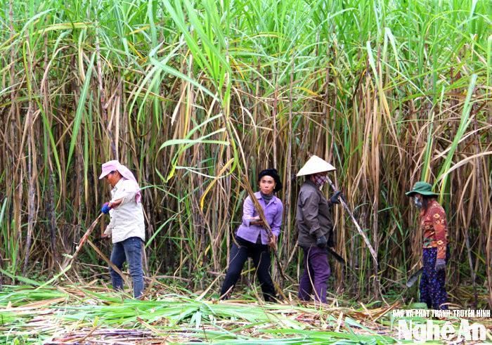 Người dân bản Boong thu hoạch mía. Ảnh tư liệu: HP