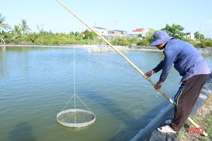 Người nuôi cần thường xuyên kiểm tra sức khỏe của tôm sau khi thả.