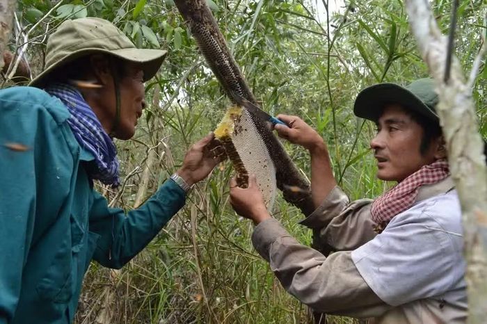 Nghề gác kèo ong nổi danh là đặc trưng văn hóa của người dân đất rừng U Minh Hạ. (Ảnh: Thế Anh/TTXVN)