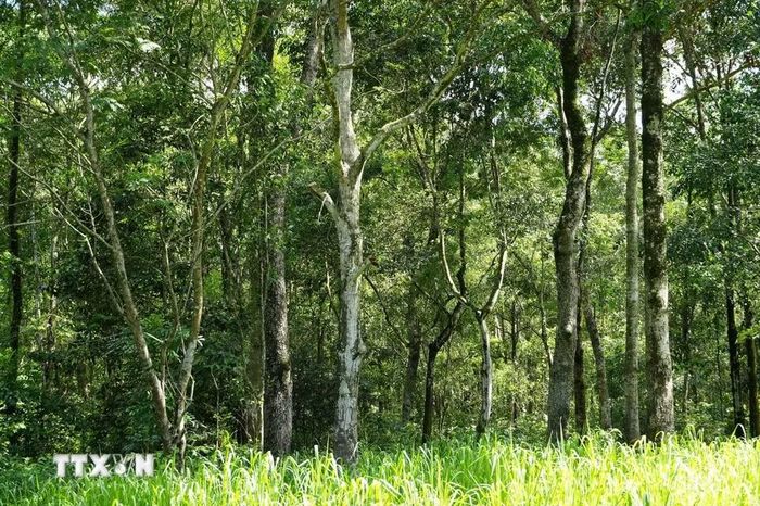 Rừng phòng hộ cảnh quan môi trường Biên Hòa có nhiều cây gỗ lớn và gỗ quý như lim, sến, sao và thảm thực vật đa tầng. (Ảnh: Sỹ Tuyên/TTXVN)