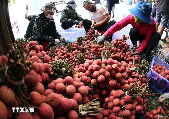 Phân loại, đóng gói vải thiều xuất khẩu ở vùng sản xuất vải thiều Lục Ngạn, tỉnh Bắc Ninh. (Ảnh: Vũ Sinh/TTXVN)