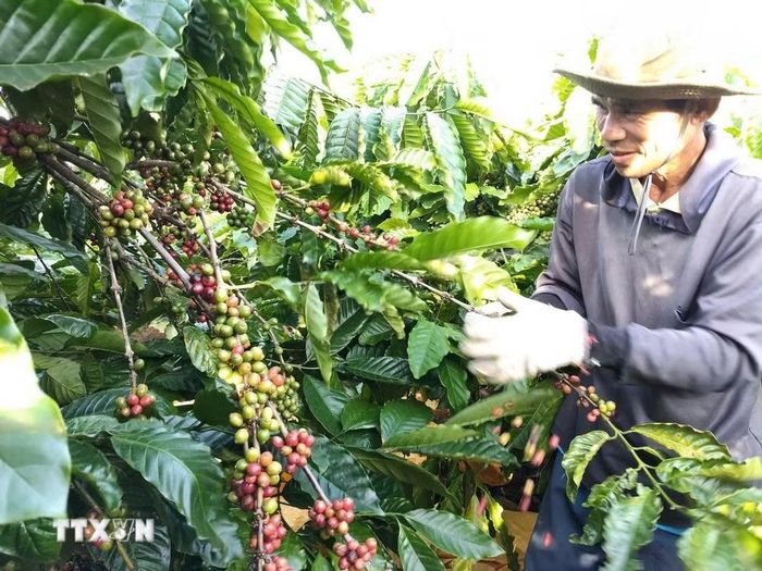 Thu hoạch càphê. (Ảnh: Hồng Điệp/TTXVN)