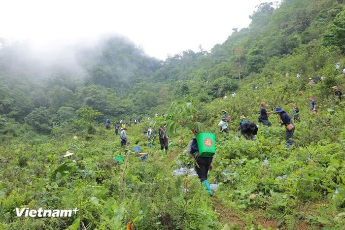 Bộ Nông nghiệp và Môi trường đã thực hiện phân bổ thí điểm hạn ngạch phát thải khí nhà kính cho 110 cơ sở. (Ảnh: Vietnam+)
