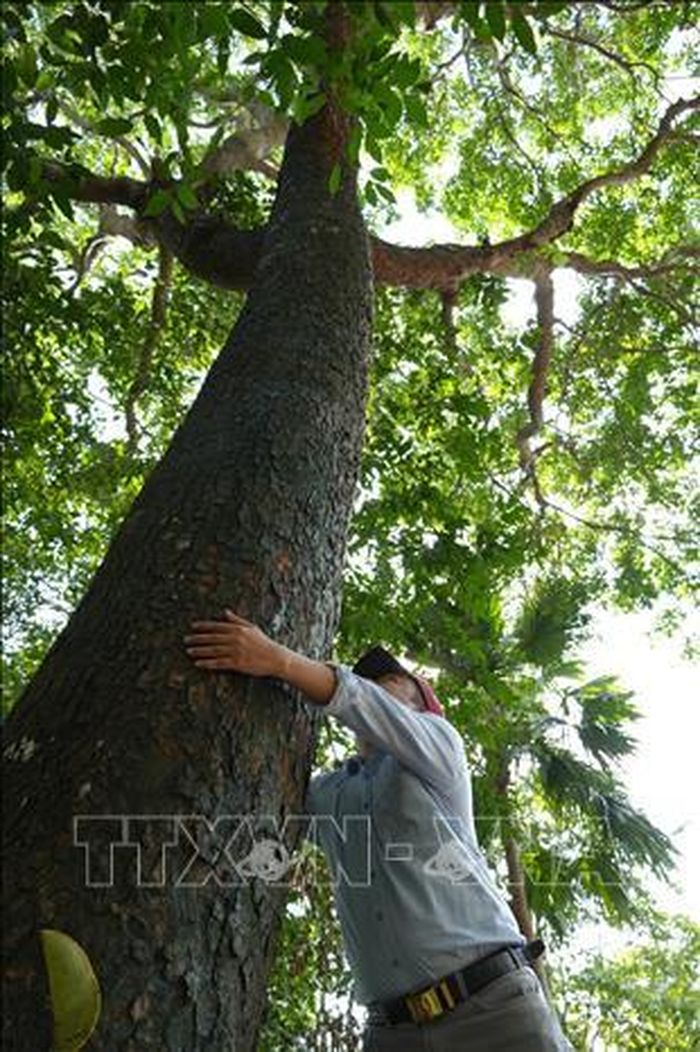 Khu rừng phòng hộ cảnh quan môi trường Biên Hòa có những cây gỗ lớn đường kính 2 người ôm.