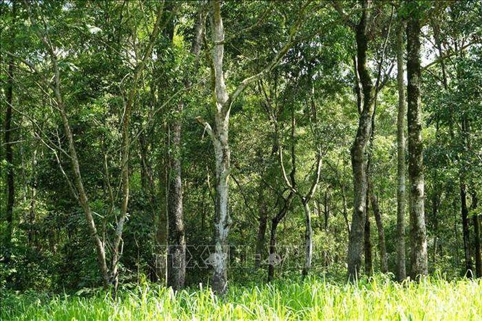 Rừng phòng hộ cảnh quan môi trường Biên Hòa có nhiều cây gỗ lớn và gỗ quý nhi lim, sến, sao và thảm thực vật đa tầng.