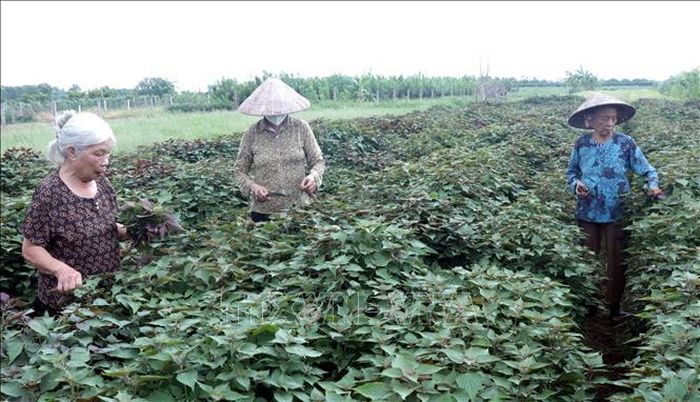 Bà Nguyễn Thị Thạch (trái) cùng nông dân thôn An Mai, xã Hưng Hà, tỉnh Hưng Yên thu hoạch tía tô.