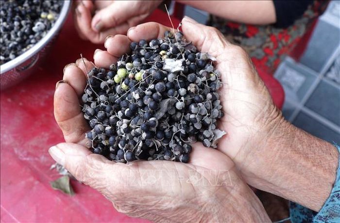 Quả màn kinh tử dược liệu thu hoạch tại thôn An Mai, xã Hưng Hà, tỉnh Hưng Yên.