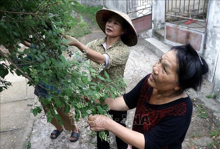 Người dân thôn An Mai, xã Hưng Hà, tỉnh Hưng Yên, chăm sóc cây màn kinh tử dược liệu.