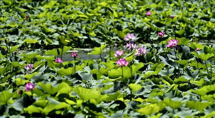 Hoa sen nở rộ tại Bắc Kinh, Trung Quốc. Ảnh: THX/TTXVN