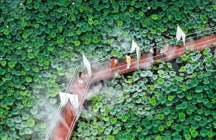 Du khách chiêm ngưỡng vẻ đẹp hoa sen tại tỉnh Tứ Xuyên, Trung Quốc. Ảnh: THX/TTXVN
