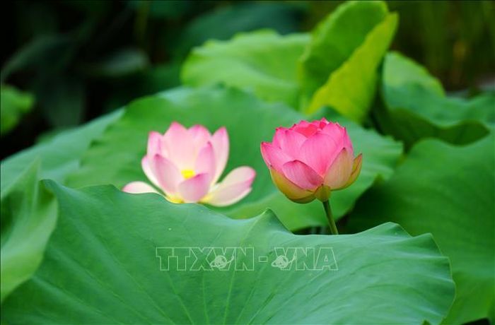 Hoa sen khoe sắc tại tỉnh Chiết Giang, Trung Quốc. Ảnh: THX/TTXVN