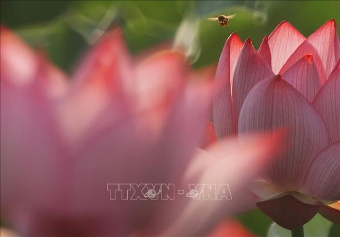 Hoa sen khoe sắc tại tỉnh Hồ Nam, Trung Quốc. Ảnh: THX/TTXVN