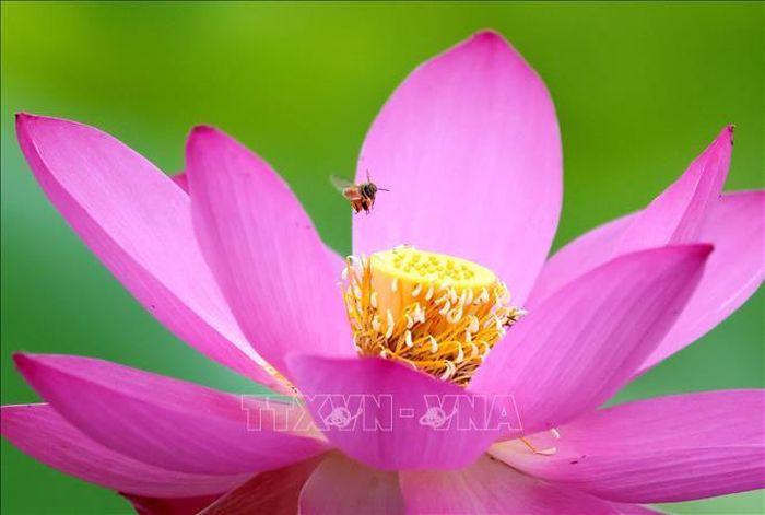 Hoa sen khoe sắc tại tỉnh Giang Tô, Trung Quốc. Ảnh: THX/TTXVN