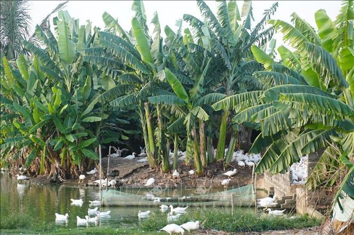 Trồng chuối tạo bóng mát dọc các ao nước cũng là giải pháp chống nóng cho đàn gia cầm mùa nắng nóng.
