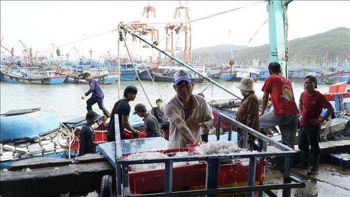 Ngư dân khẩn trương đưa cá lên bến.