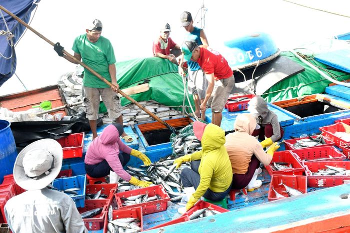 Ngư dân Đà Nẵng chung tay gỡ “thẻ vàng” thủy sản, tạo chuyển biến từ nghề cá nhân dân sang nghề cá có trách nhiệm. Ảnh: QUANG VIỆT