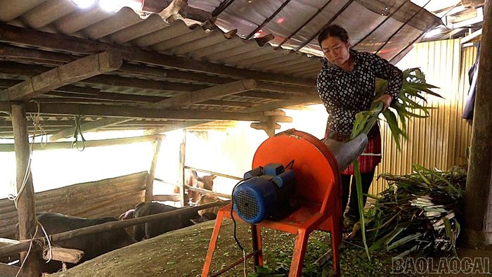 Gia đình chị Thò Thị Sua thoát nghèo nhờ phát triển chăn nuôi theo hướng hàng hóa.