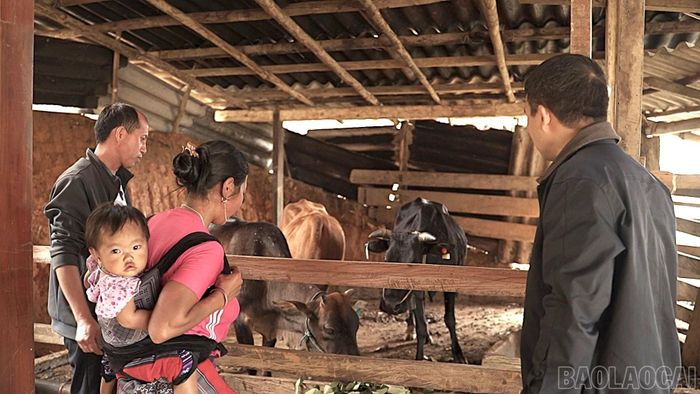 Người dân xã Trạm Tấu thực hiện chăn nuôi bán chăn thả thay vì thả rông gia súc như trước kia.