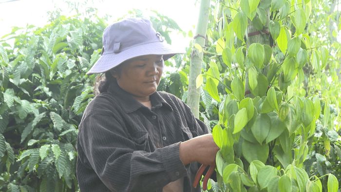 Chị H’Rơu đã chịu khó học hỏi kỹ thuật chọn giống, chăm sóc để trồng xen kẽ cây tiêu với cà phê cho năng suất cao