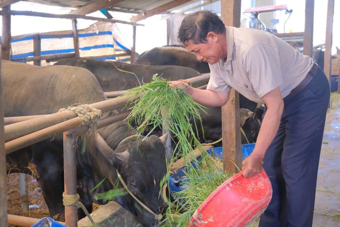 Chăn nuôi bò mang lại hiệu quả cho người dân