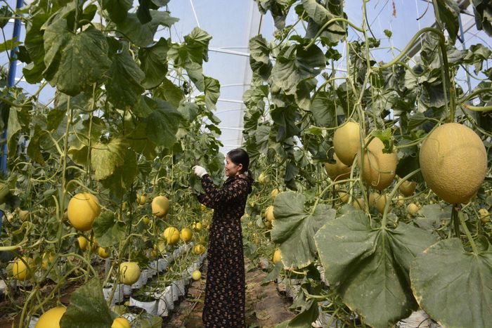 Diện tích nông nghiệp tỉnh có chứng nhận VietGAP, GlobalGAP đạt 23.800 ha